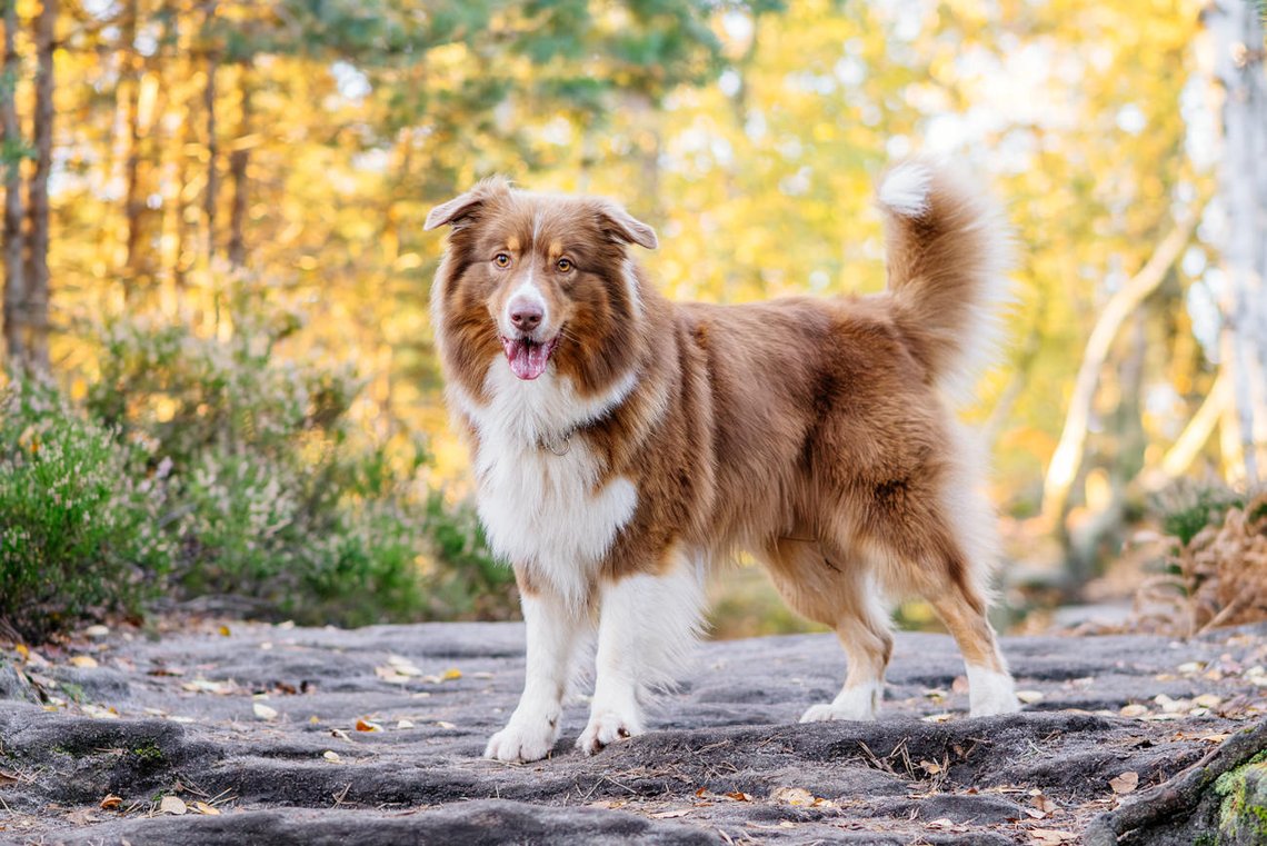 Australian Shepherd im Wald