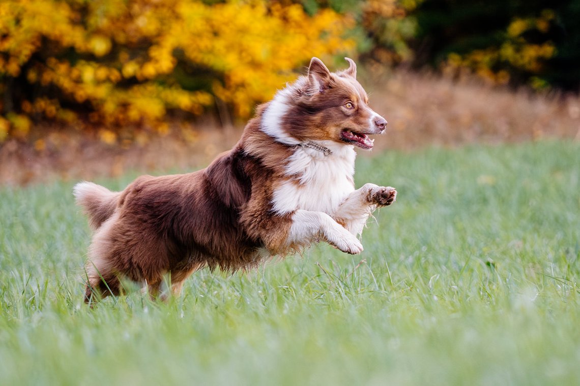 Australian Shepherd rennt über Wiese