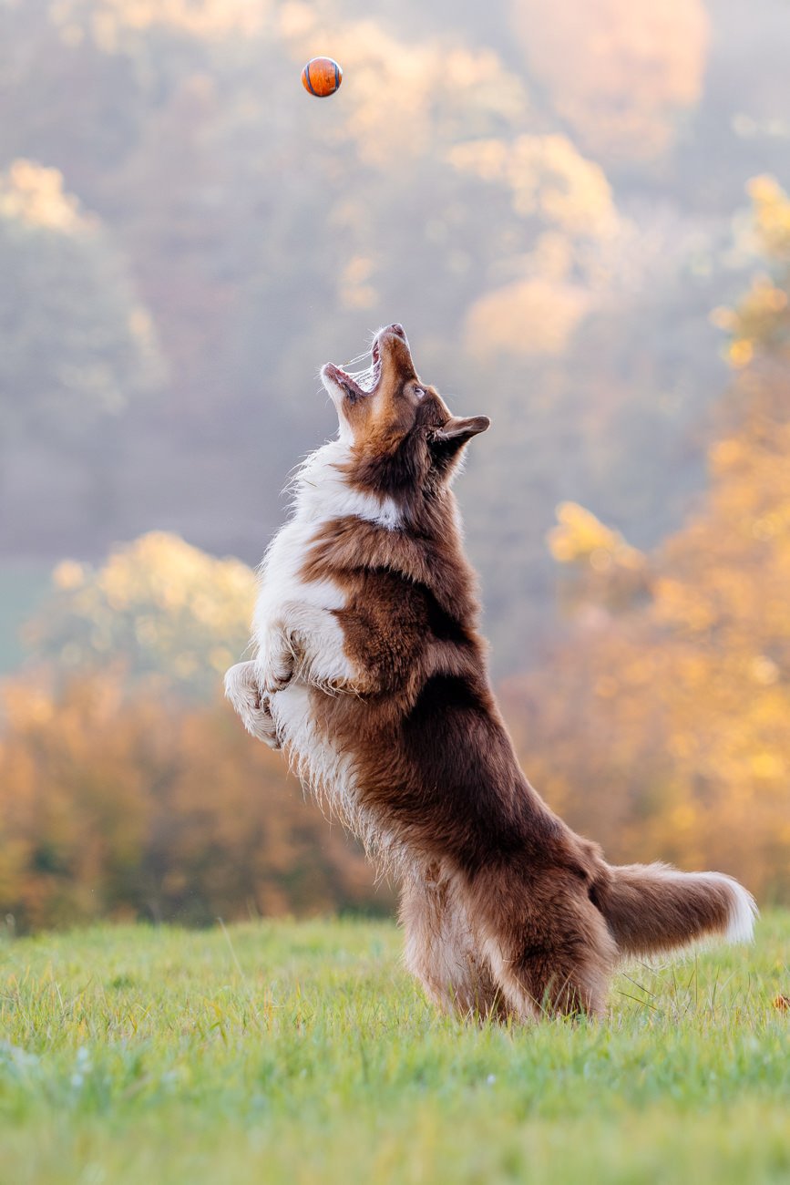 Aussie springt nach einem Ball