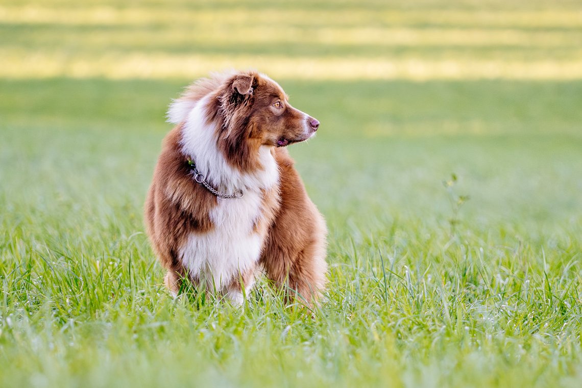 Australian Shepherd steht auf Wiese