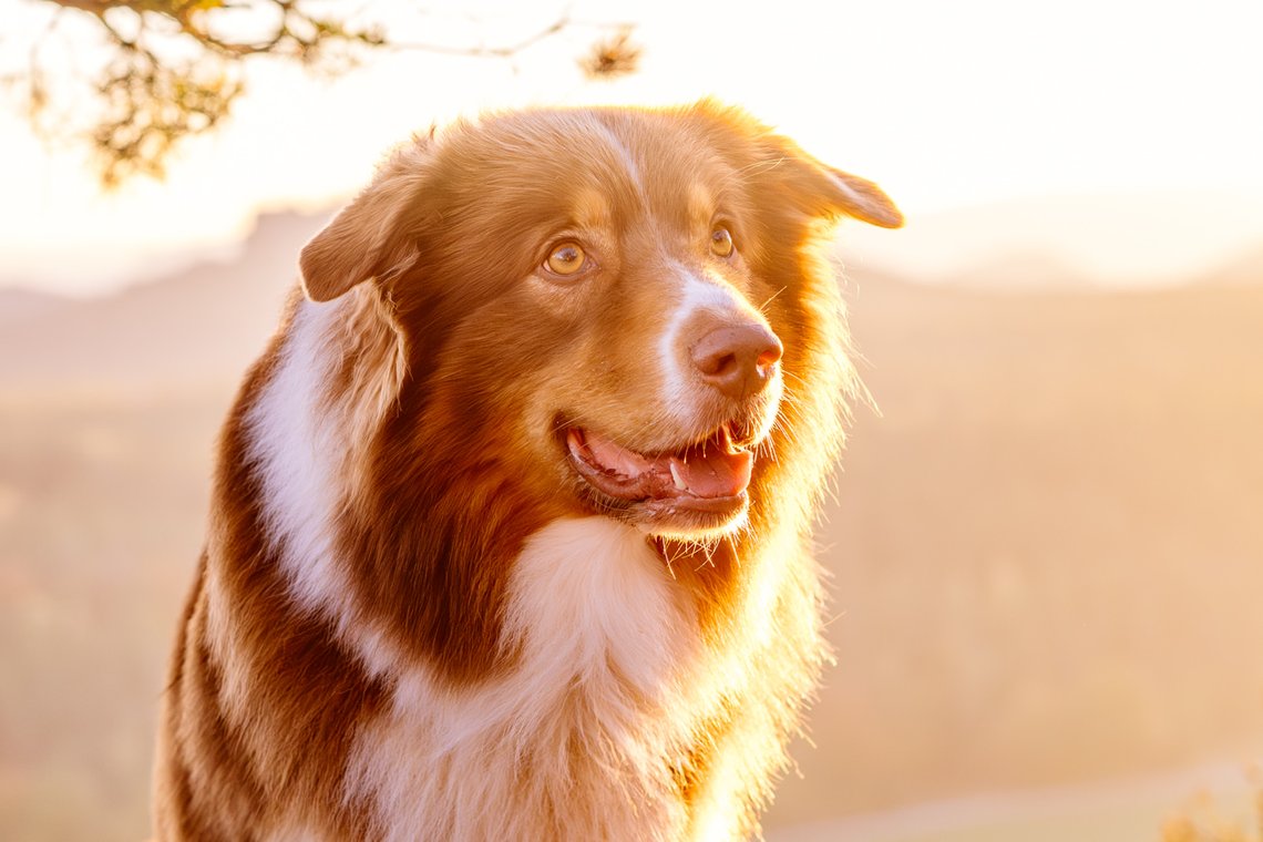 Australian Shepherd Portrait