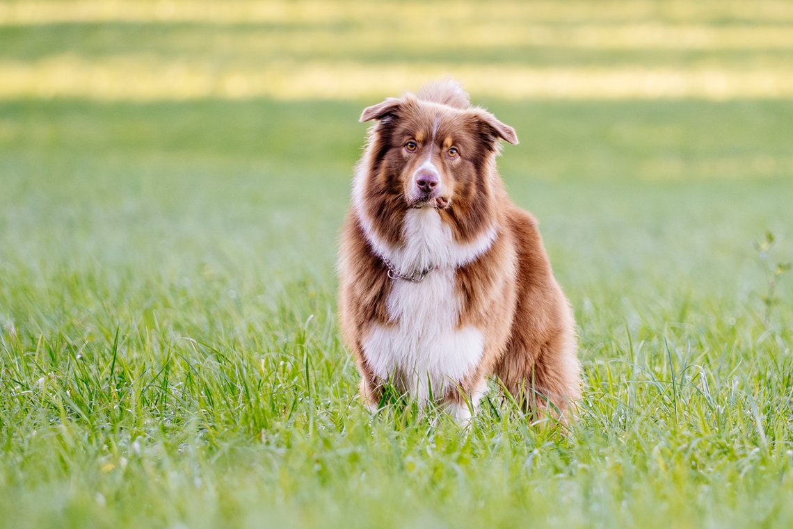 Australian Shepherd steht auf Wiese