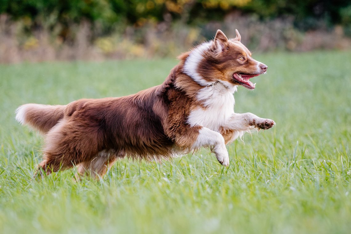 Australian Shepherd rennt über Wiese