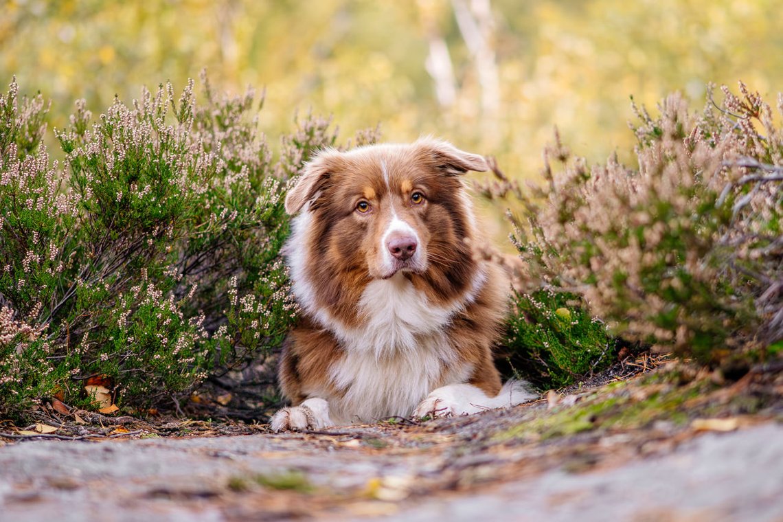 Australian Shepherd liegt in Heideblüte