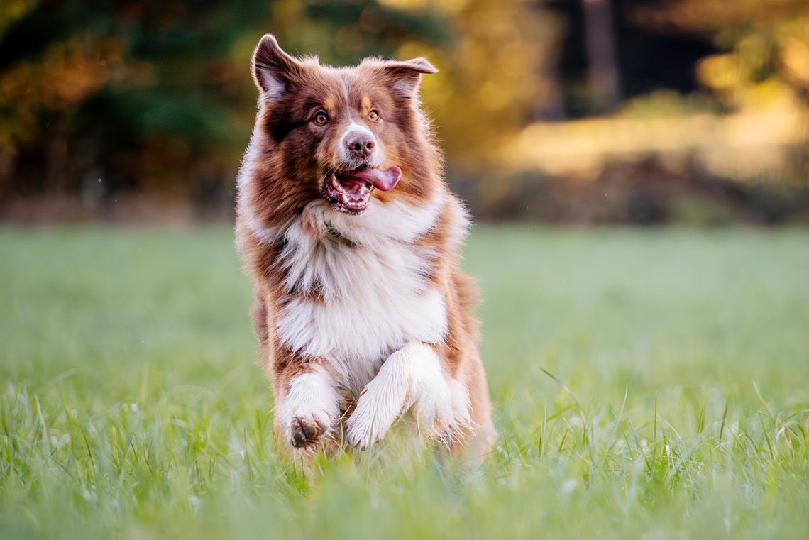 Australian Shepherd rennt über Wiese