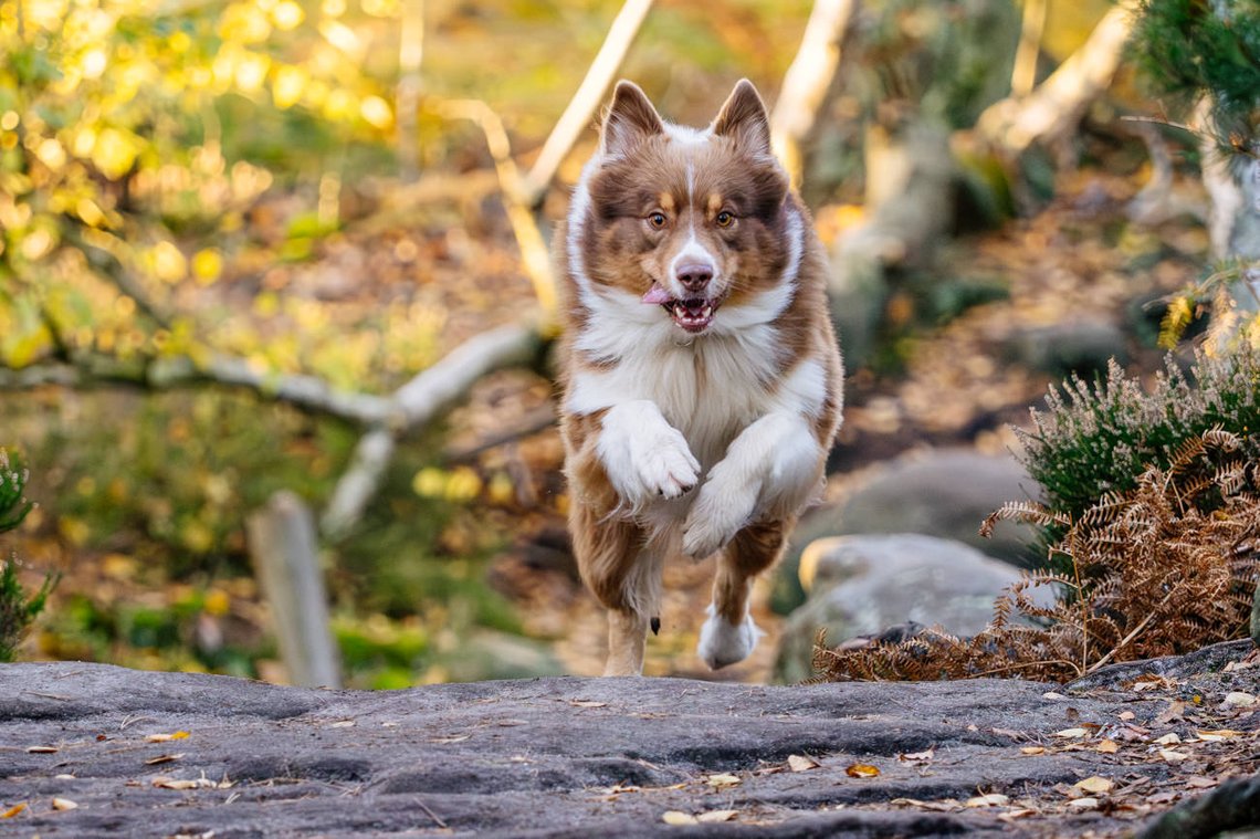 Australian Shepherd springt