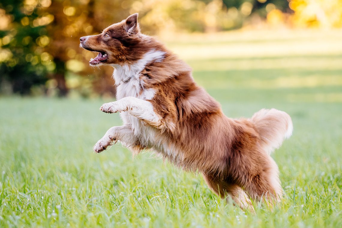 Australian Shepherd springt über Wiese