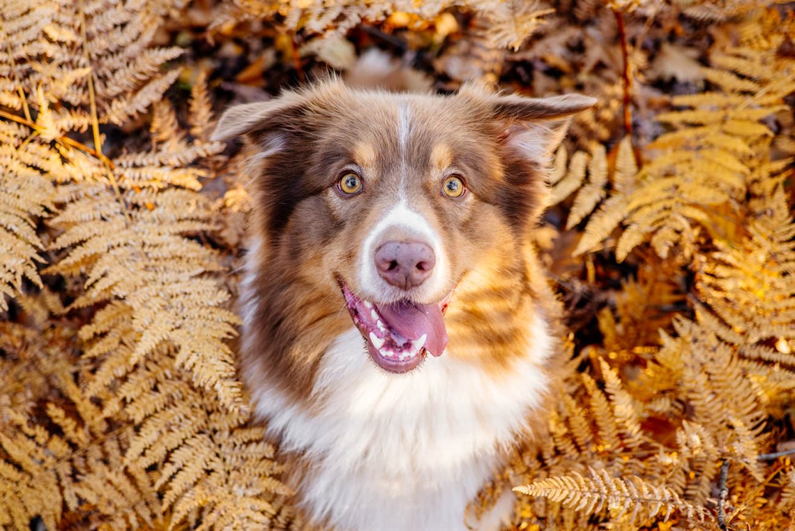 Australian Shepherd im Herbst Farn