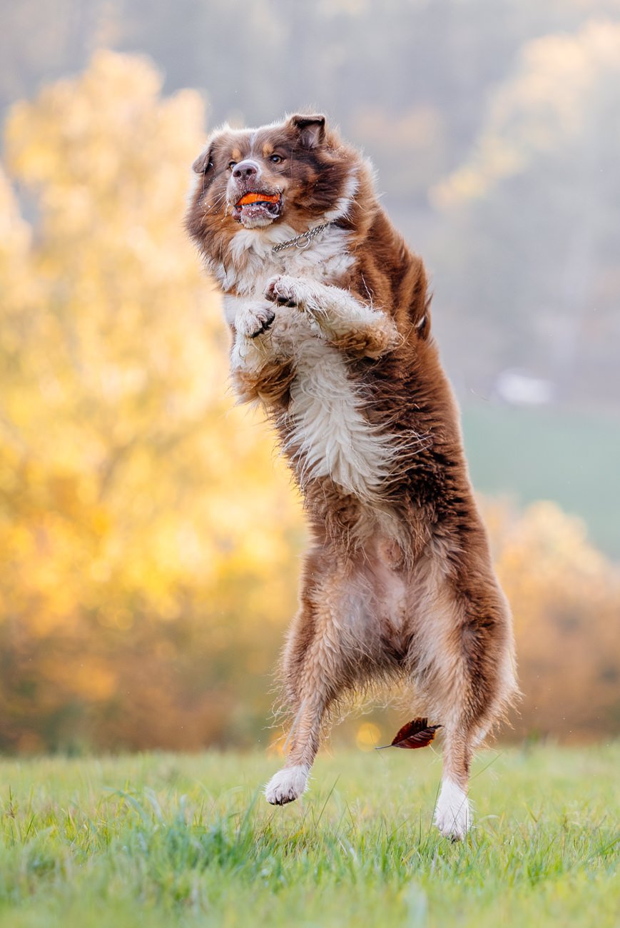 Australian Shepherd spielt mit Ball