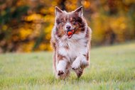 Australian Shepherd spielt mit Ball