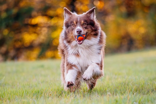 Australian Shepherd spielt mit Ball
