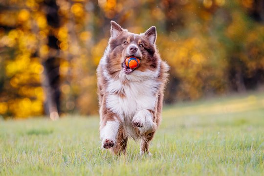 Australian Shepherd spielt mit Ball