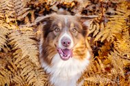 Australian Shepherd im Herbst Farn