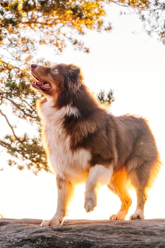 Australian Shepherd schaut hinauf