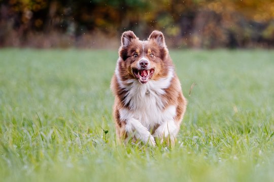 Australian Shepherd rennt über Wiese