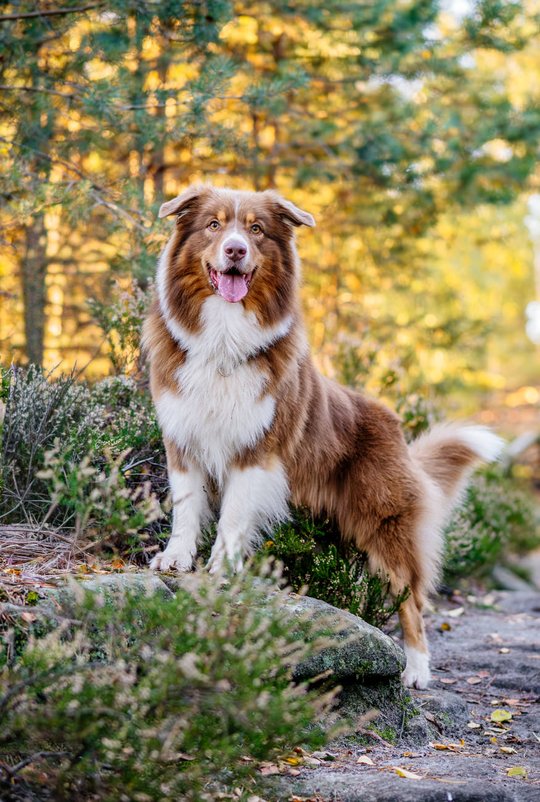 Australian Shepherd in der Heide