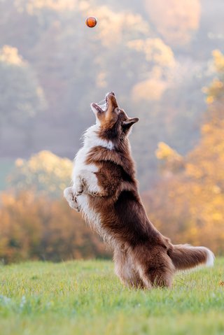 Aussie springt nach einem Ball