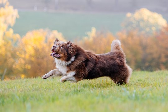 Australian Shepherd tobt über Wiese