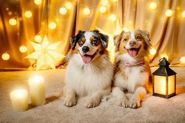 Australian Shepherd Weihnachtsfoto in Sachsen