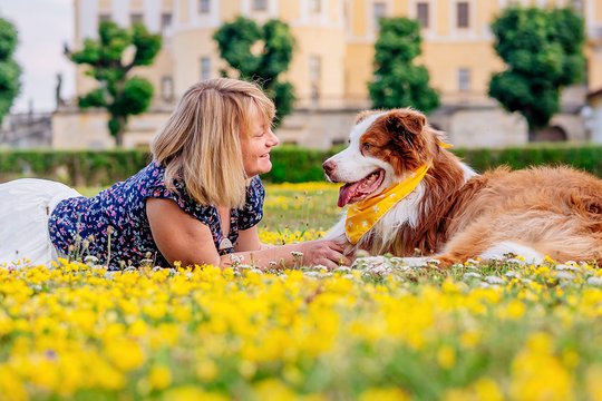 Australian Shepherd mit Hundehalterin auf Blumenwiese in Moritzburg Sachsen