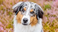Australian Shepherd Heide Dresden