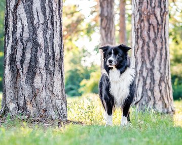 Border Collie Hundefoto im Großen Garten Dresden