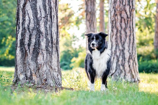 Border Collie Hundefoto im Großen Garten Dresden