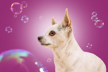 Chihuahua mit Seifenblasen vor lila Hintergrund