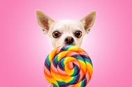 Chihuahua schleckt bunten Lolli vor rosa Hintergrund
