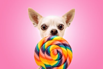 Chihuahua schleckt bunten Lolli vor rosa Hintergrund