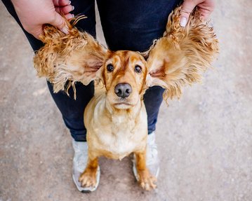 Cocker Spaniel Hündin Portrait Sachsen