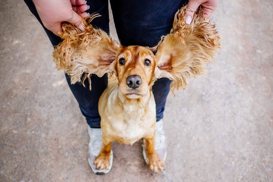 Cocker Spaniel Hündin Portrait Sachsen