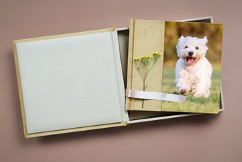Fotoalbum Westhighland Terrier
