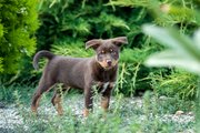 Welpenfoto Australian Kelpie