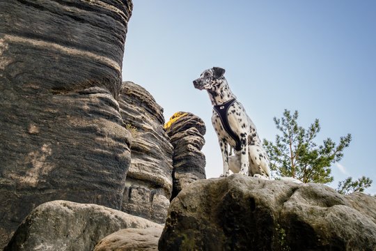 Dalmatiner Hündin klettert in den Felsen des Elbsandsteingebirges