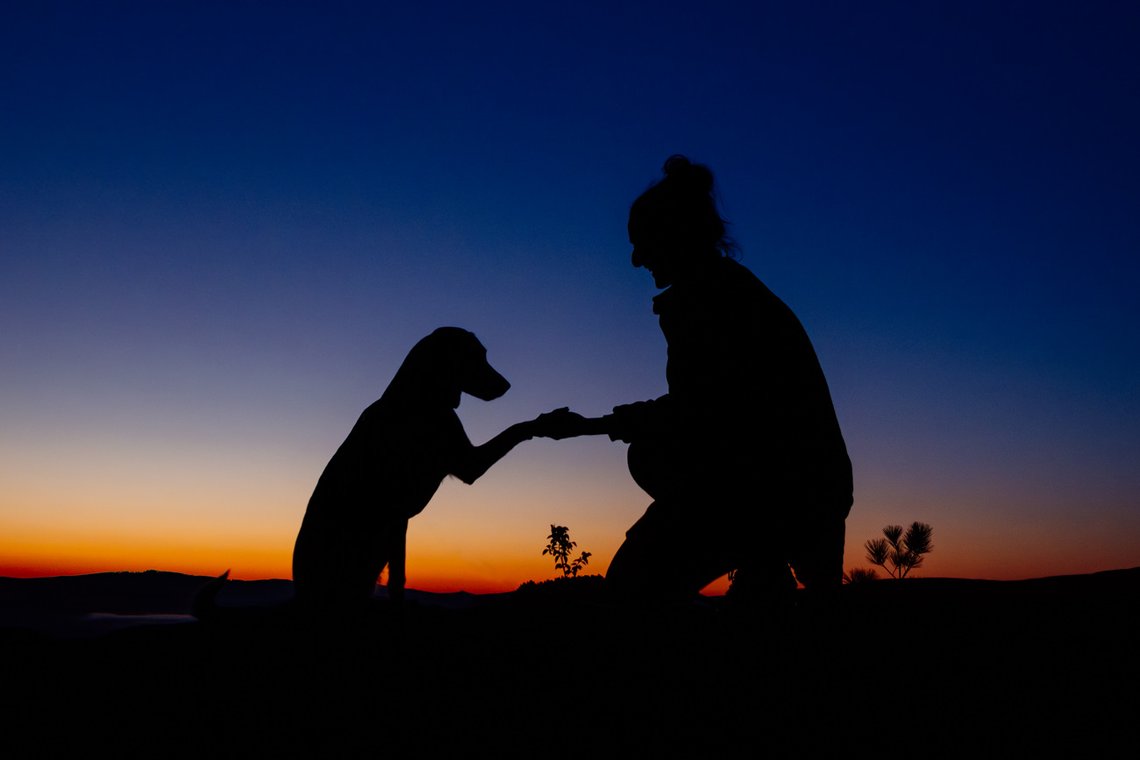 Dalamatiner Hündin gibt Frauchen die Pfote in der Morgendämmerung