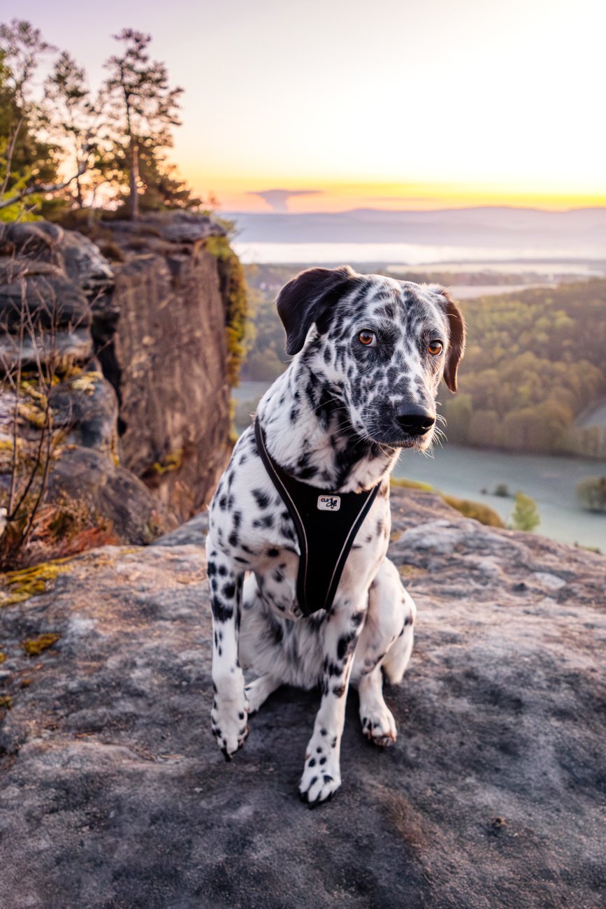 Dalamatiner in der Sächsischen Schweiz