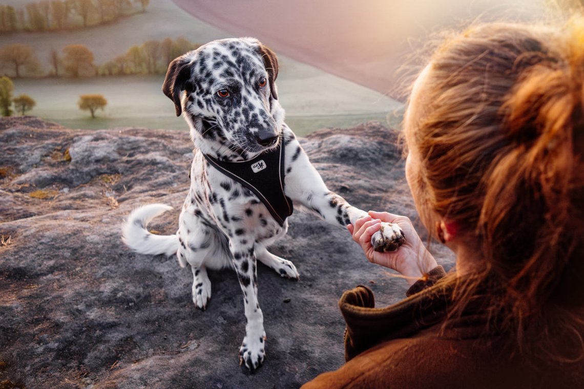 Dalmatiner Hündin gibt Pfötchen