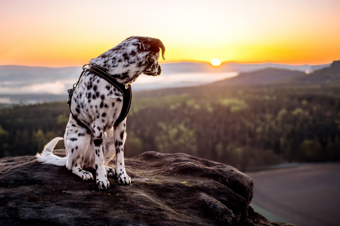 Dalmatiner Hündin blickt auf Sonnenaufgang im Elbsandsteingebirge