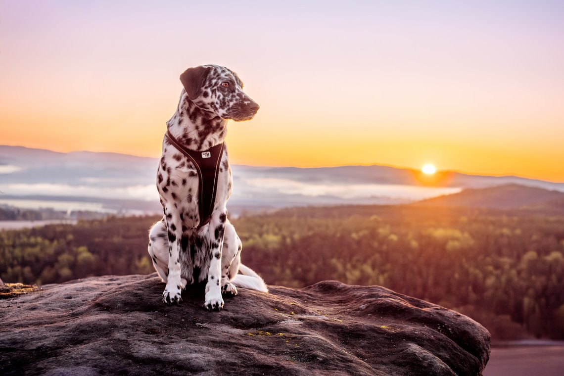 Dalmatiner Hündin im Sonnenaufgang im Elbsandsteingebirge