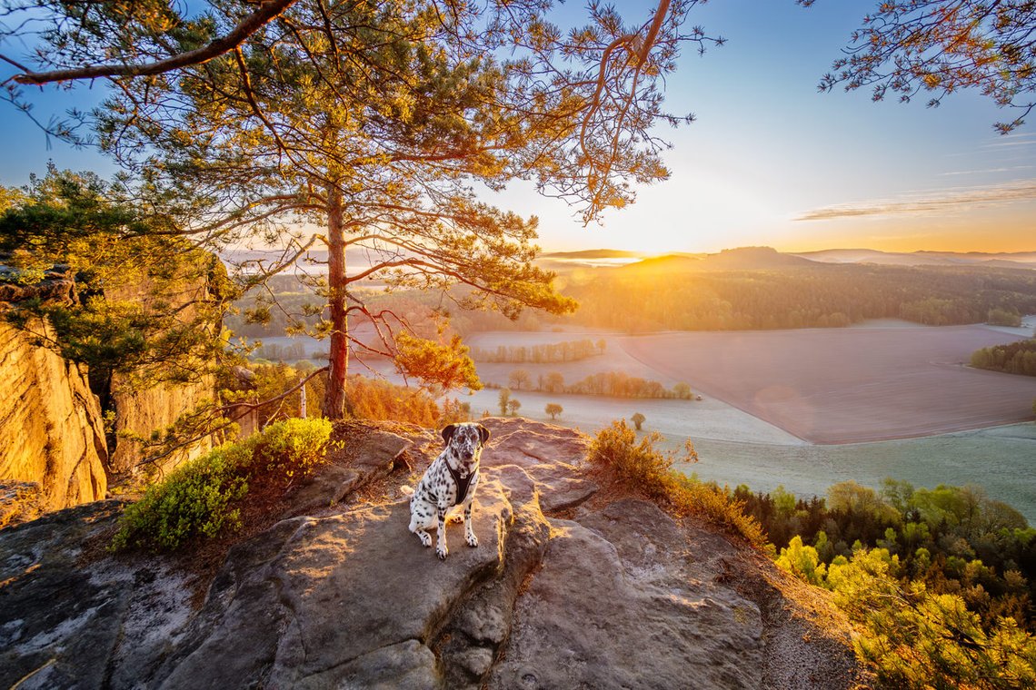 Episches Foto von Dalmatiner Hündin bei Sonnenaufgang in den Bergen Sächsische Schweiz