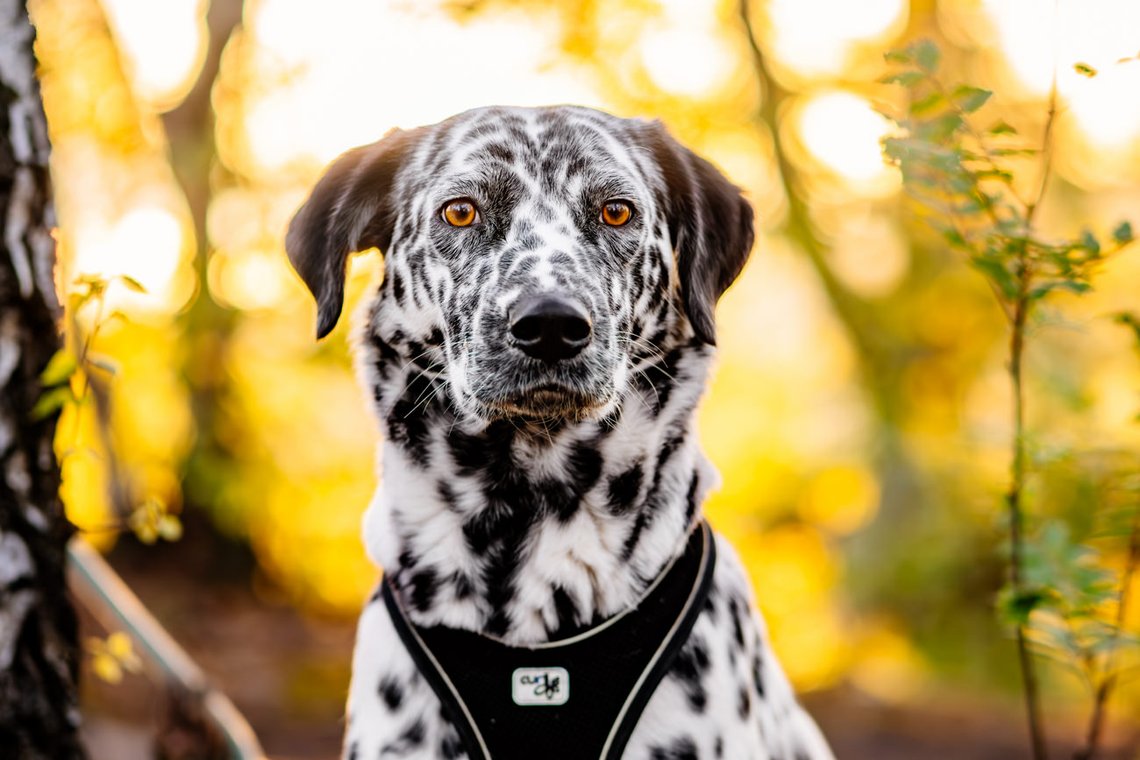 Hündin bei Sonnenaufgang im Wald der Sächsischen Schweiz
