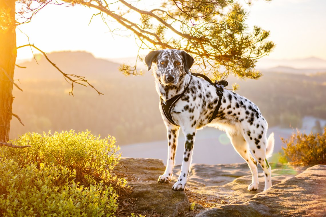 Hündin bei Sonnenaufgang in den Bergen Sächsische Schweiz