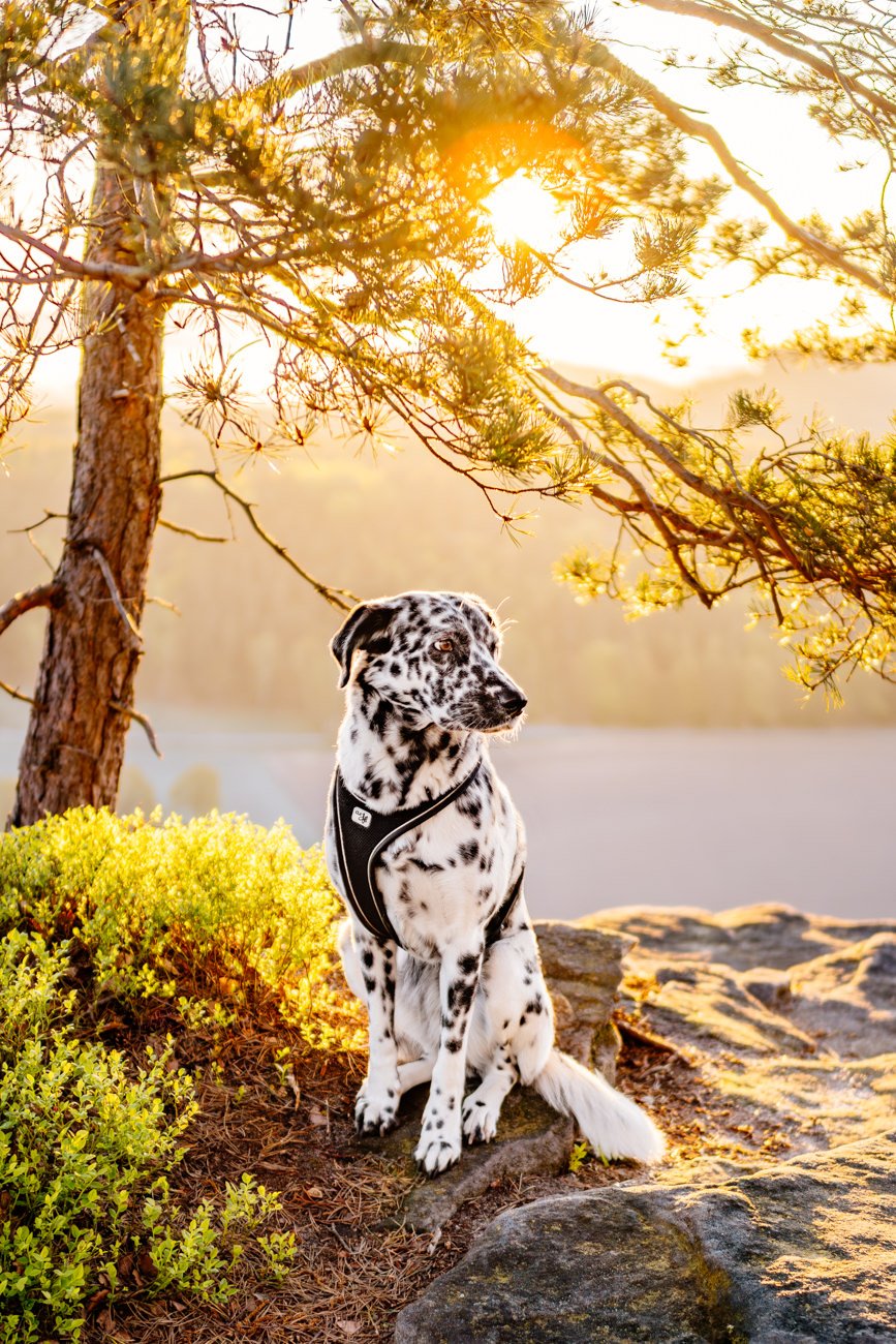 Hündin bei Sonnenaufgang in den Bergen Sächsische Schweiz