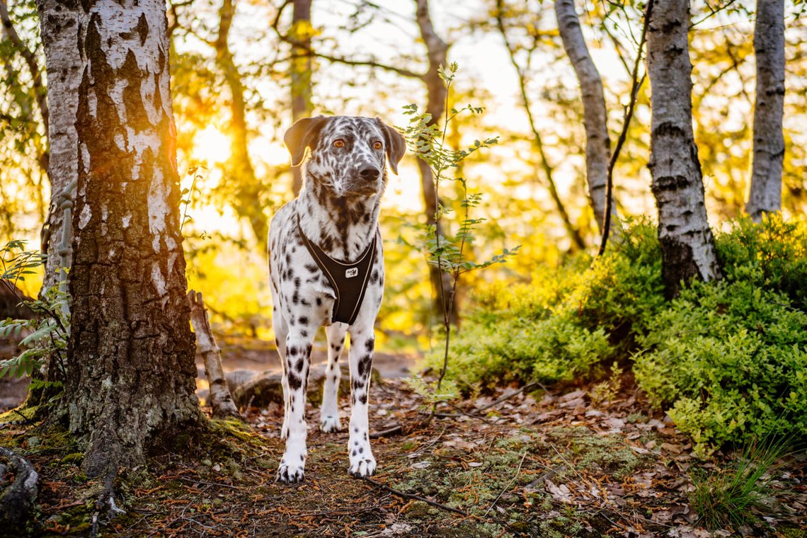 Hündin bei Sonnenaufgang im Wald der Sächsischen Schweiz