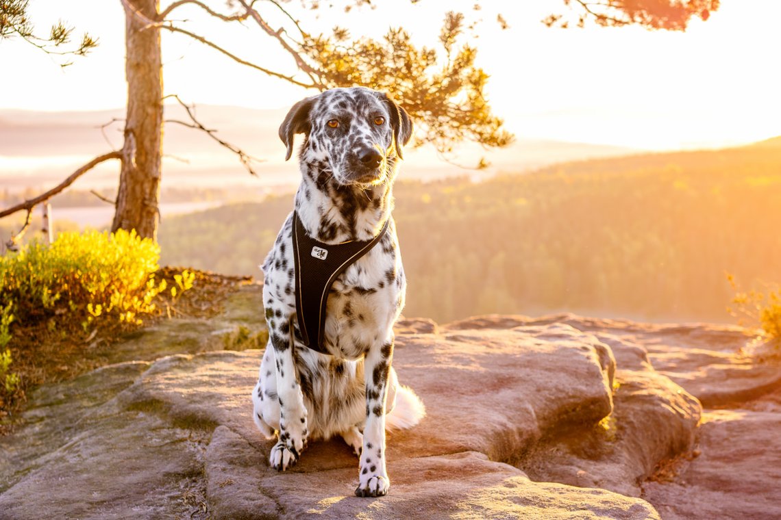 Hündin bei Sonnenaufgang in den Bergen Sächsische Schweiz