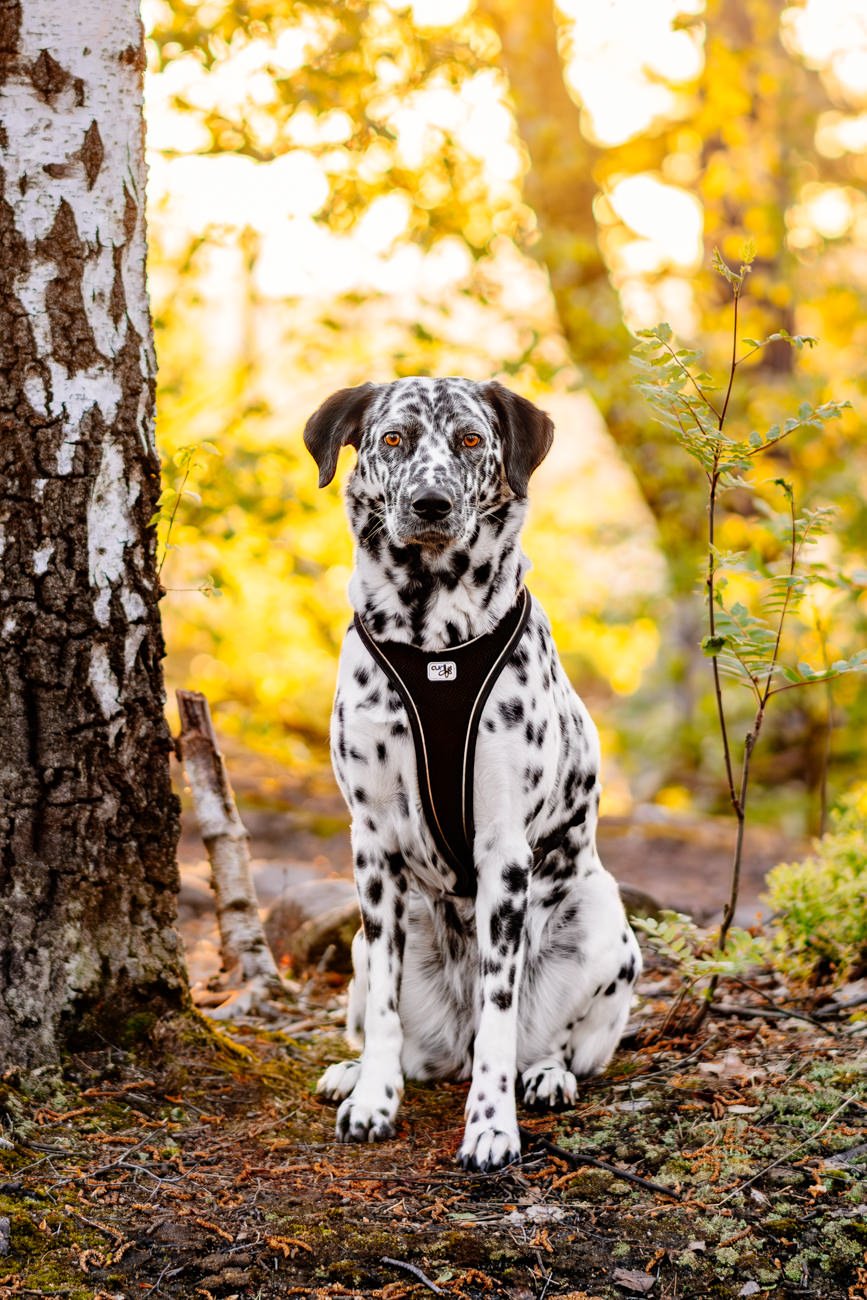 Hündin bei Sonnenaufgang im Wald der Sächsischen Schweiz