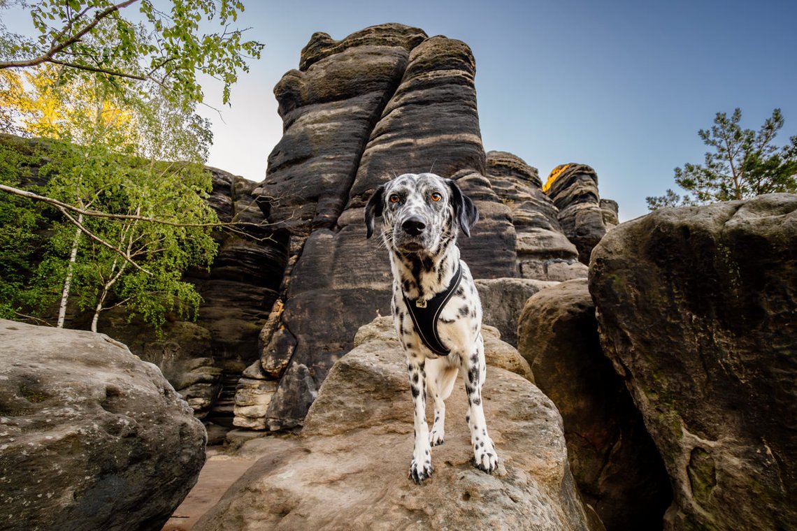 Dalmatiner Hündin klettert in den Felsen des Elbsandsteingebirges