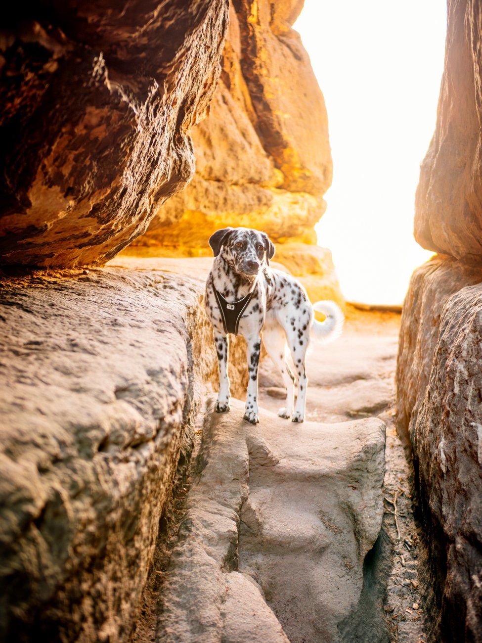 Dalmatiner Hündin in den Felsen des Elbsandsteingebirges