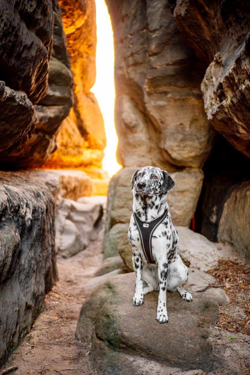 Dalmatiner Hündin in den Felsen des Elbsandsteingebirges